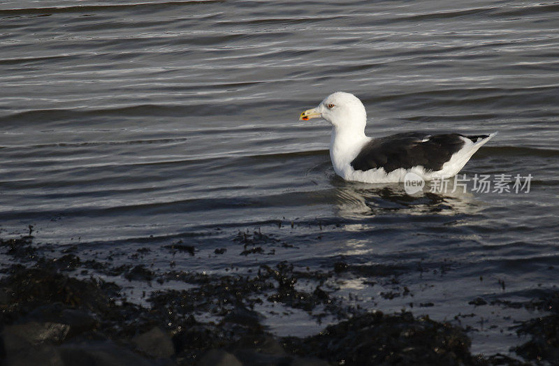 大黑背鸥(Larus marinus)